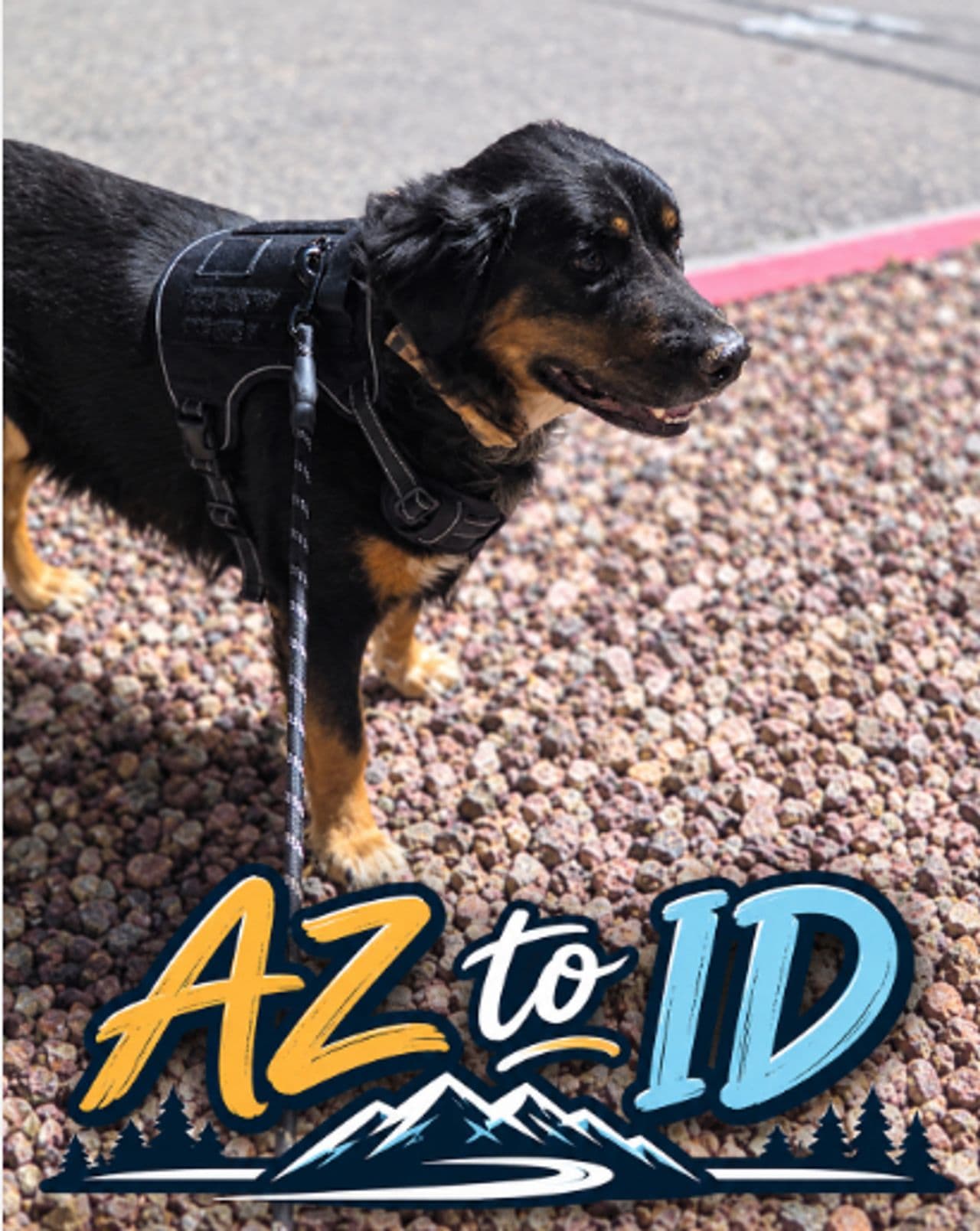 Pet travel photo 3