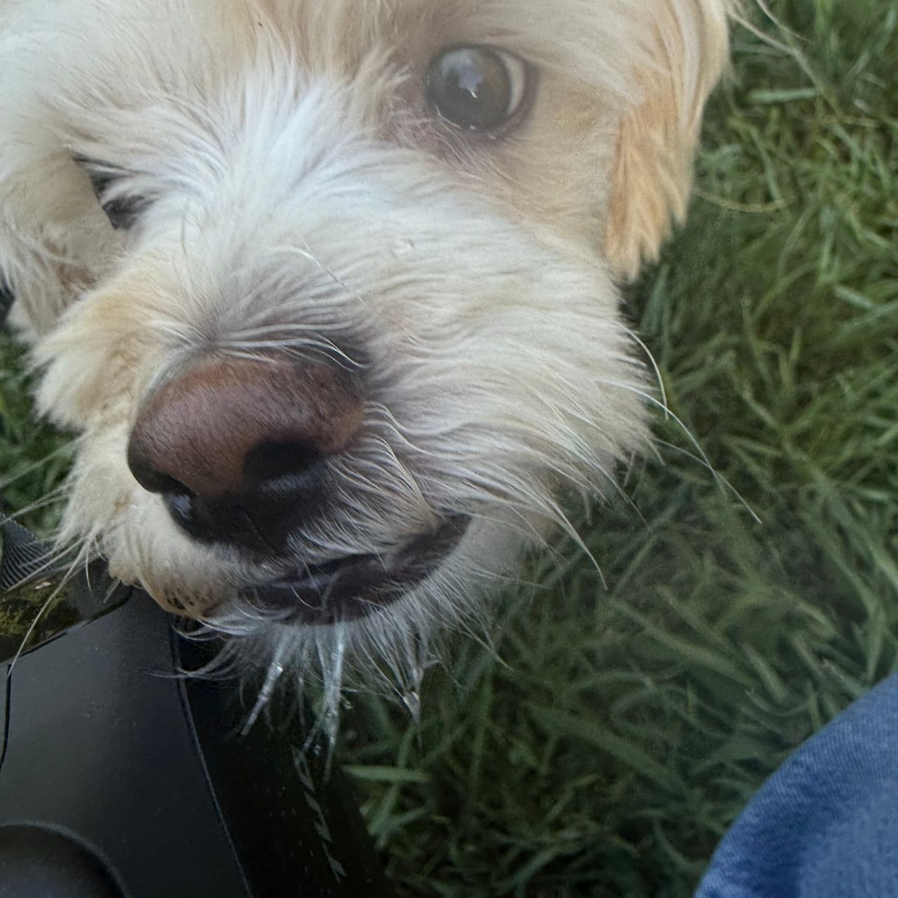 Pet travel photo 2