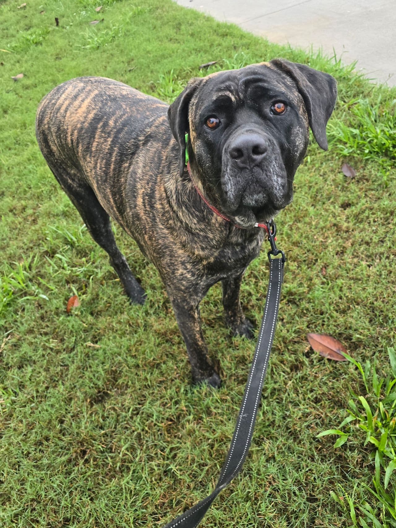Pet travel photo 5