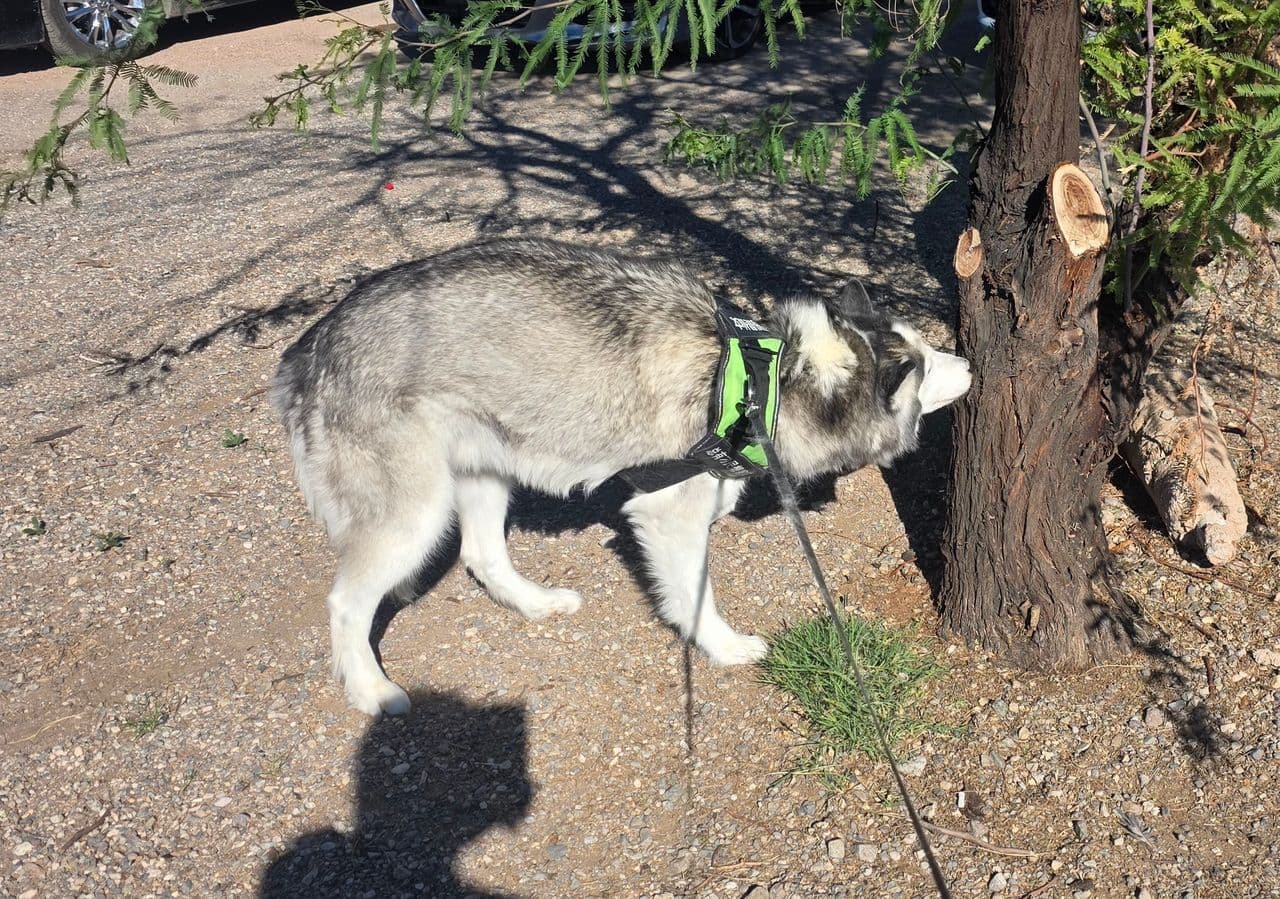 Pet travel photo 3