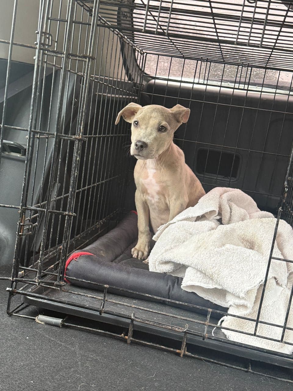 Pet travel photo 4