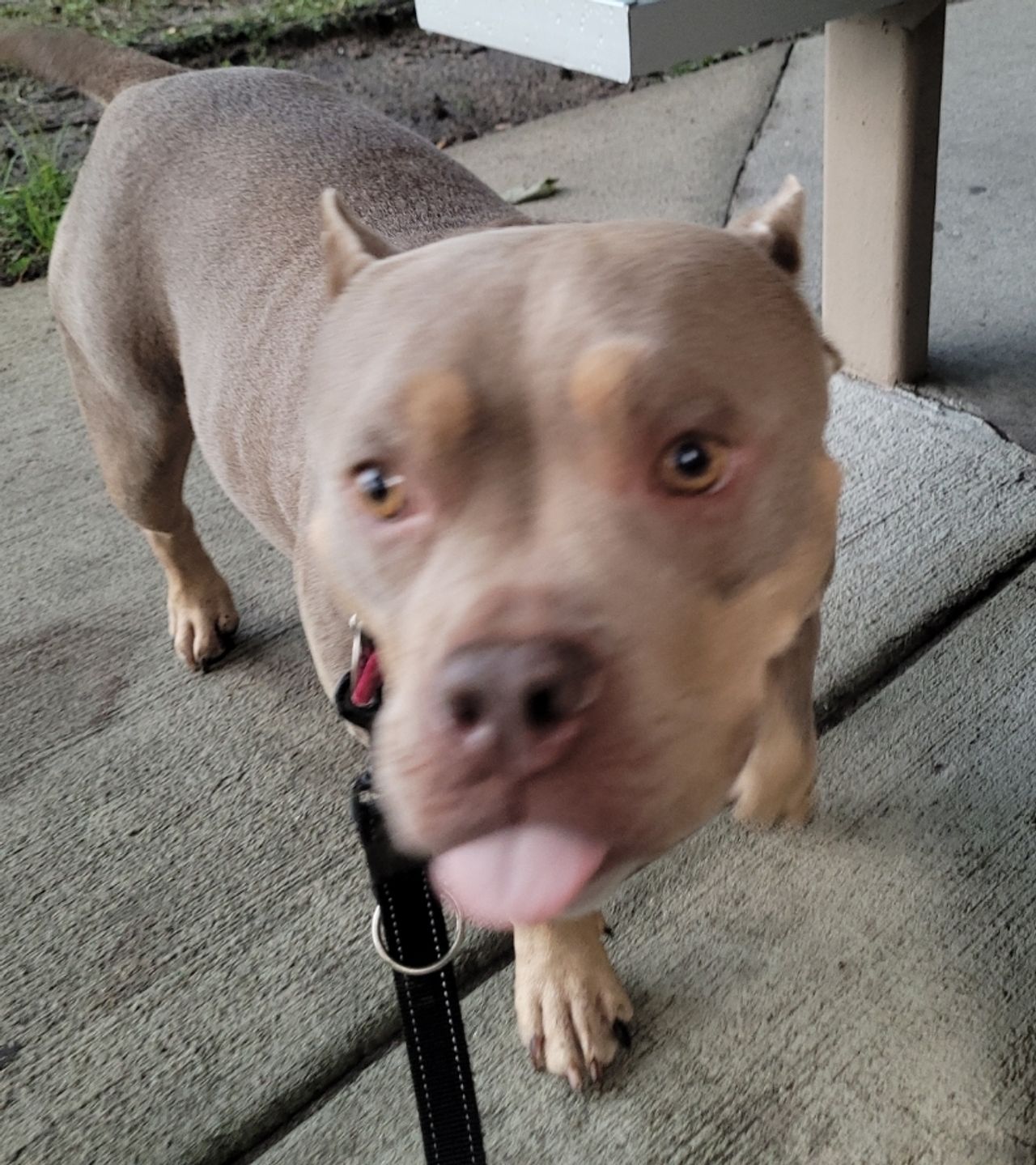 Pet travel photo 2