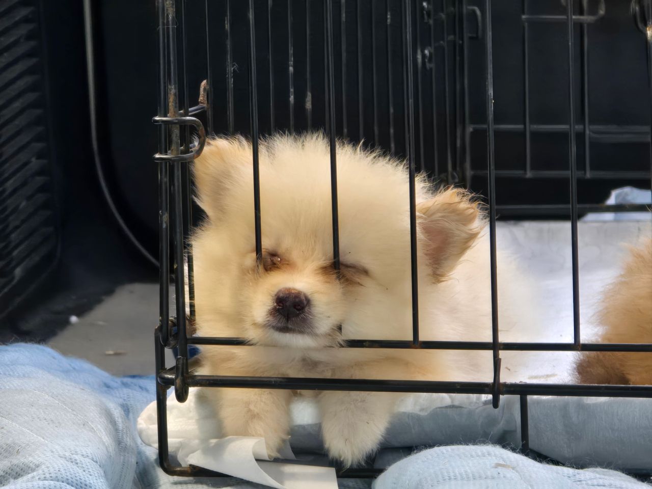 Pet travel photo 4