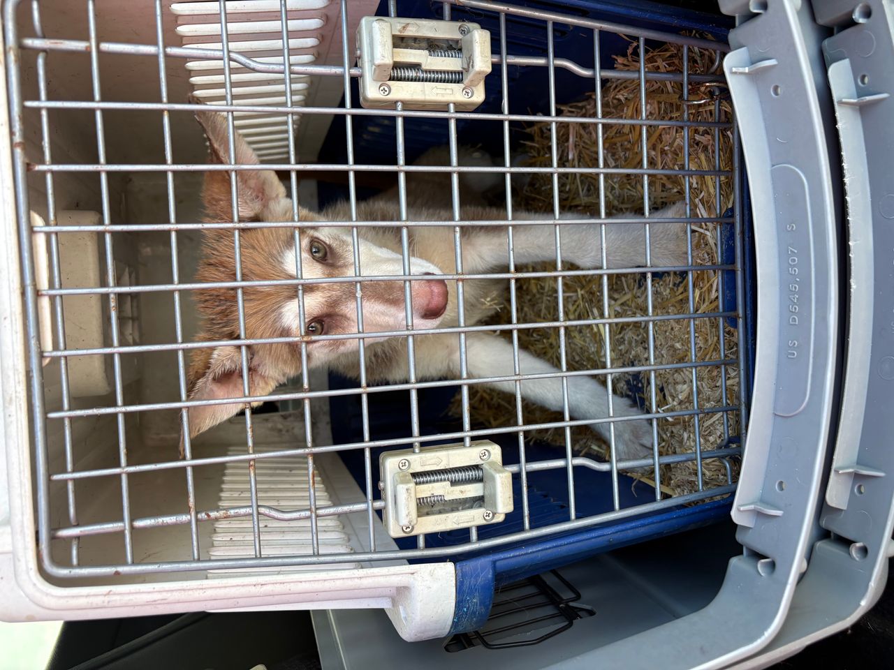 Pet travel photo 4