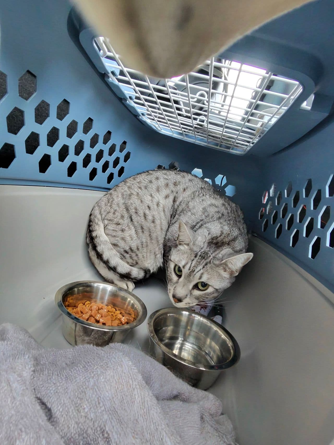Pet travel photo 4