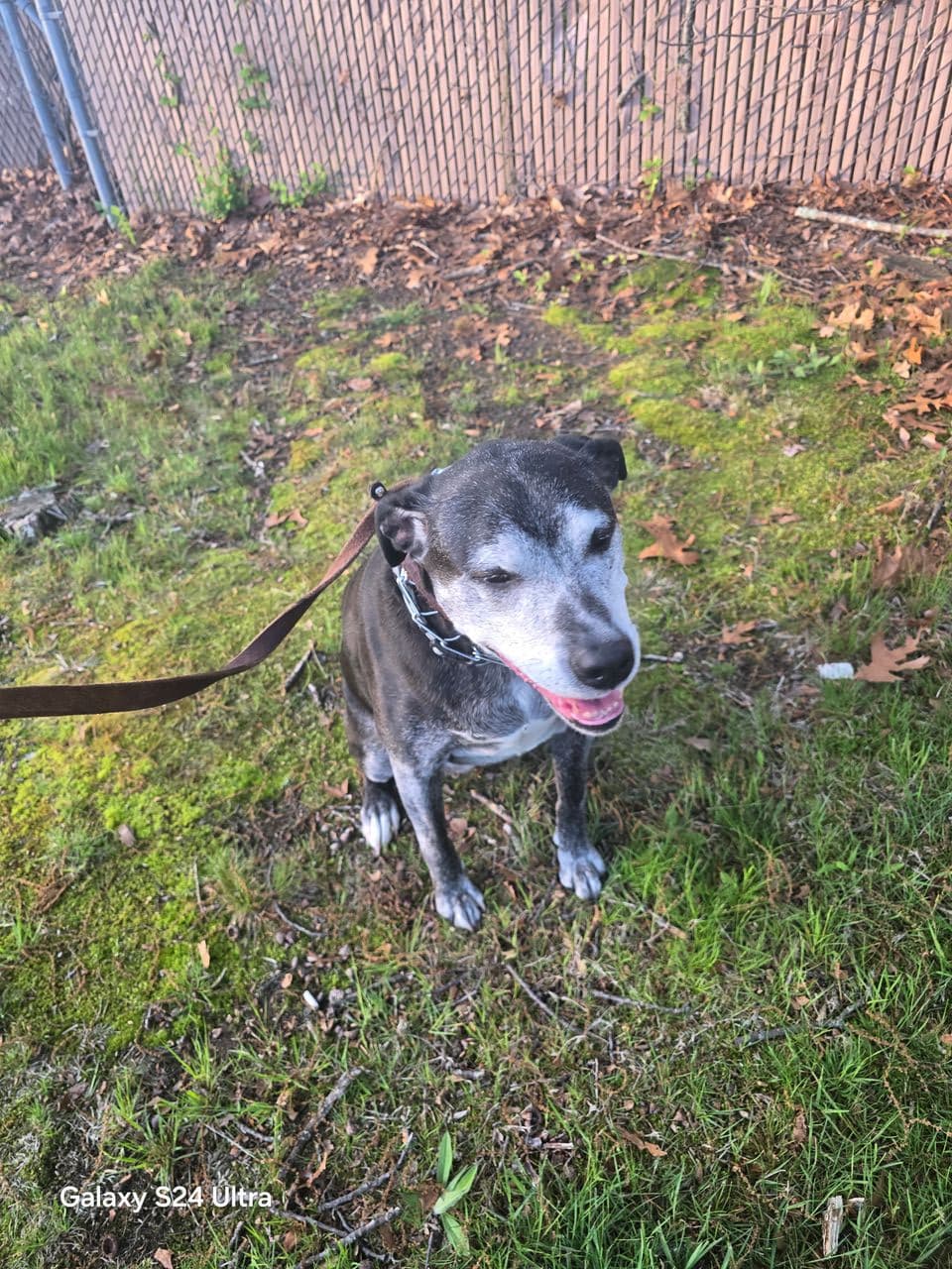Pet travel photo 3