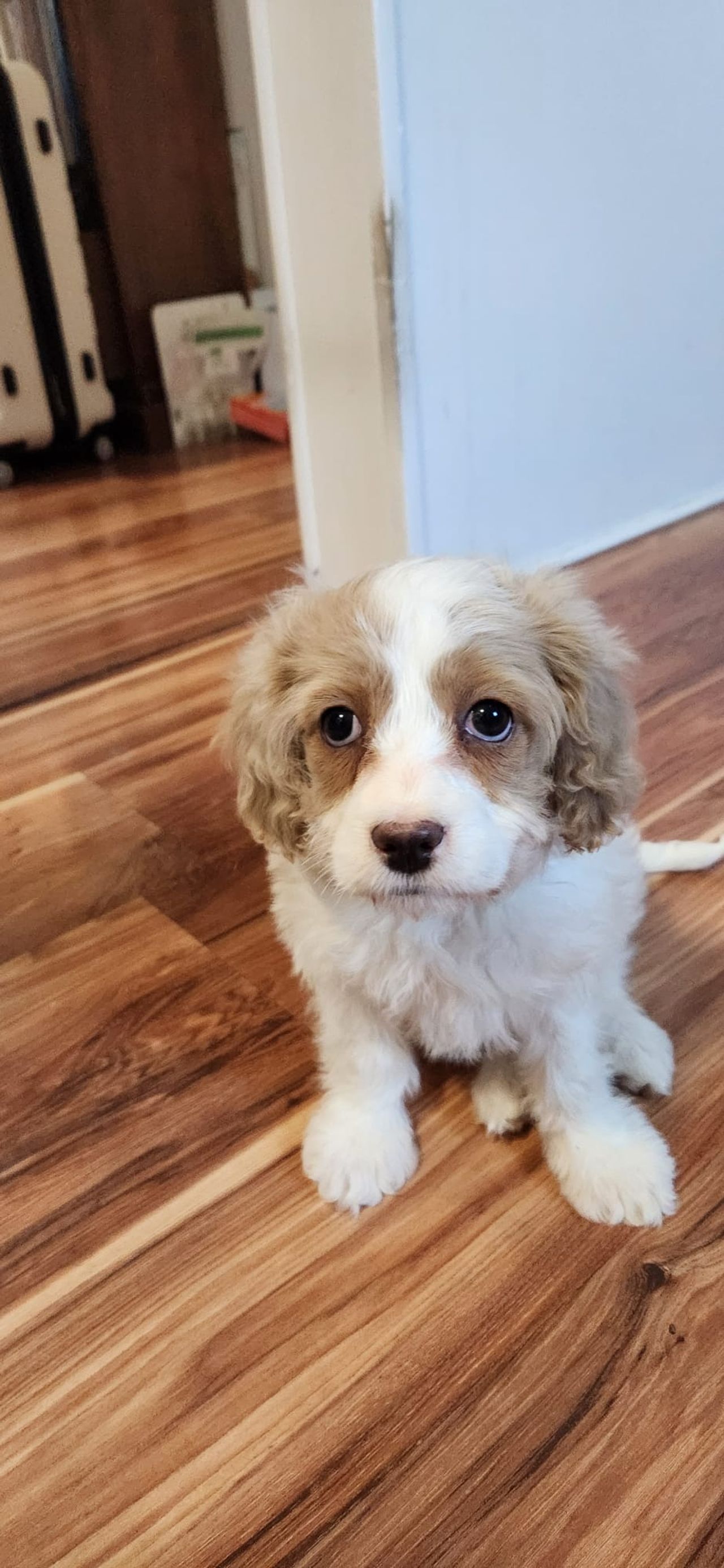 Pet travel photo 2