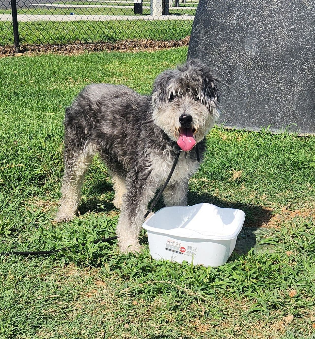 Pet travel photo 5