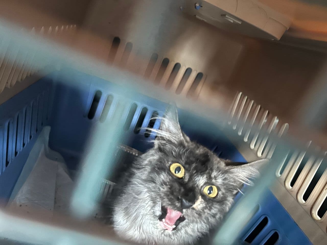 Pet travel photo 2