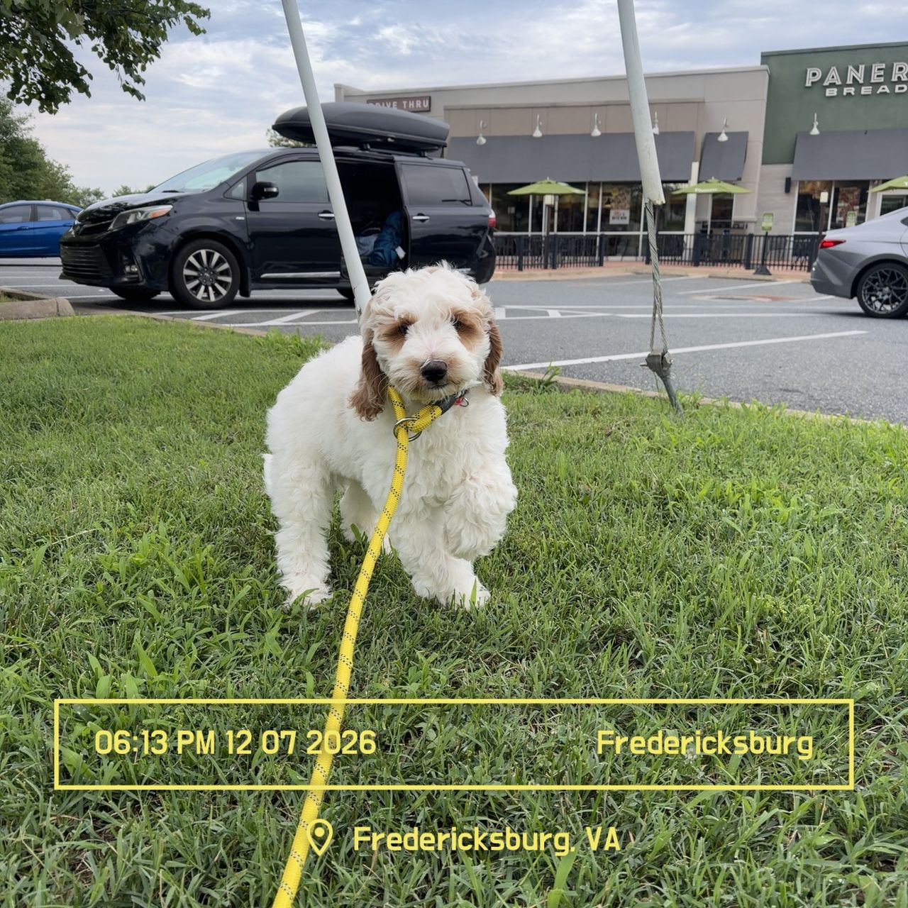 Pet travel photo 6