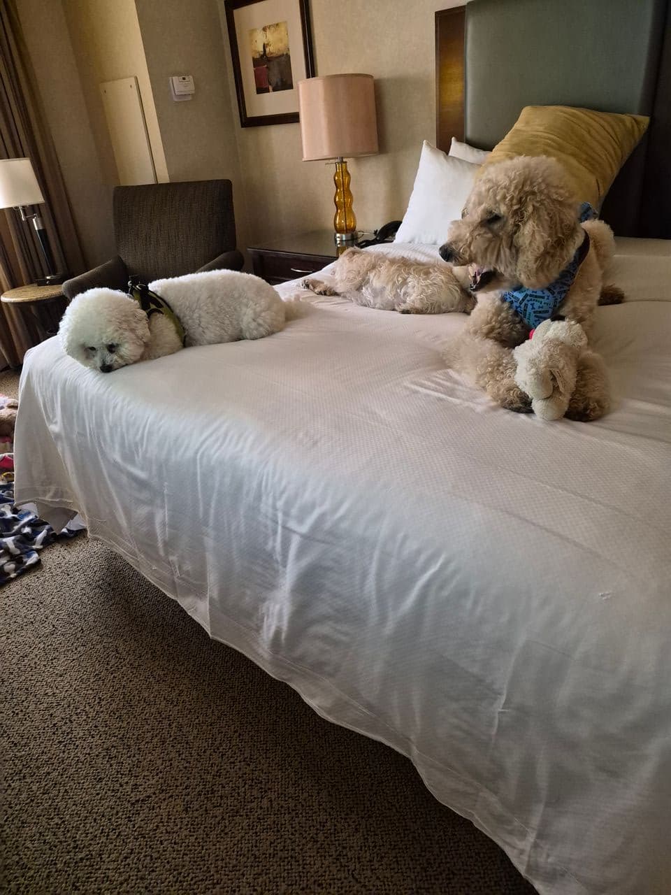 Pet travel photo 1