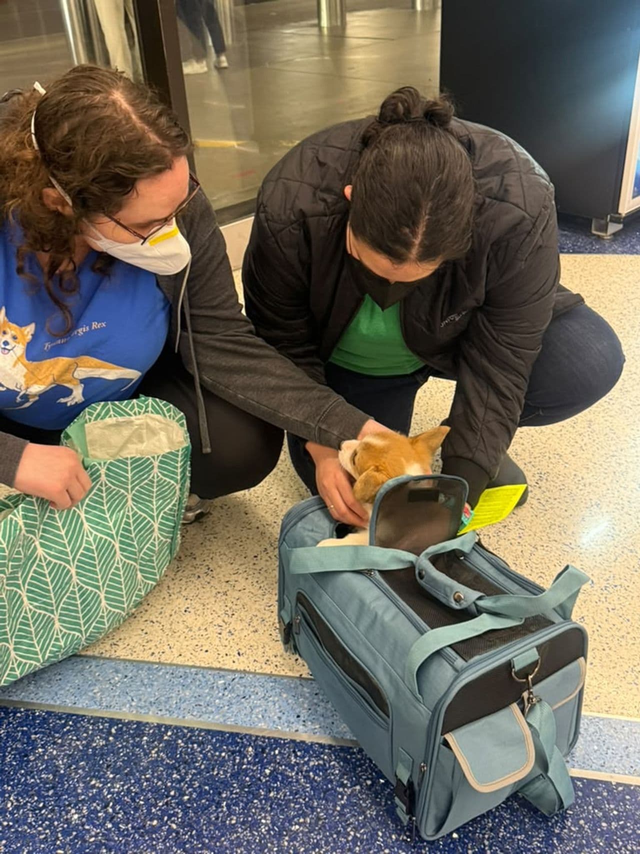 Pet travel photo 1