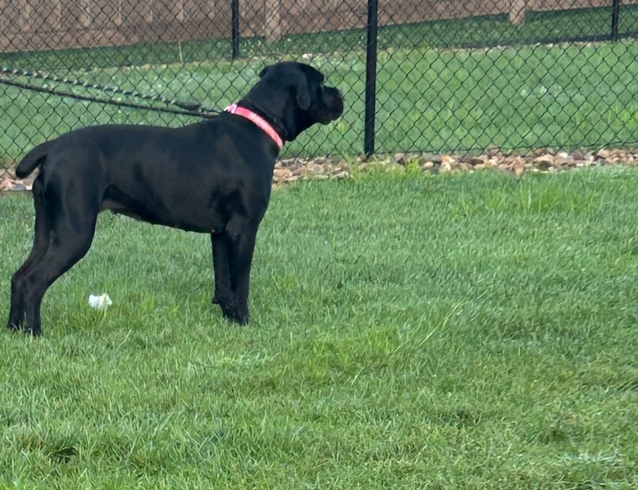 Pet travel photo 2