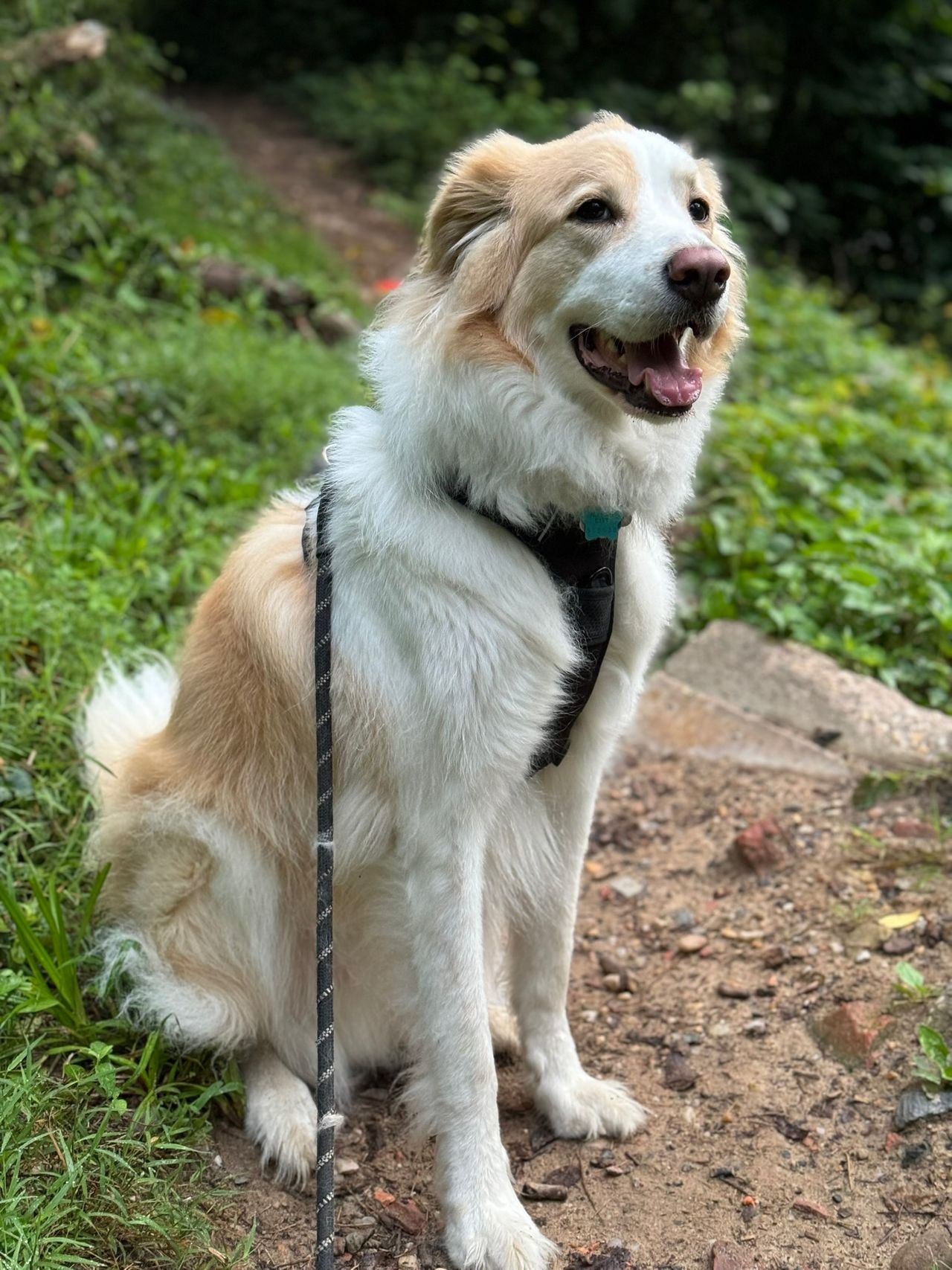 Pet travel photo 3