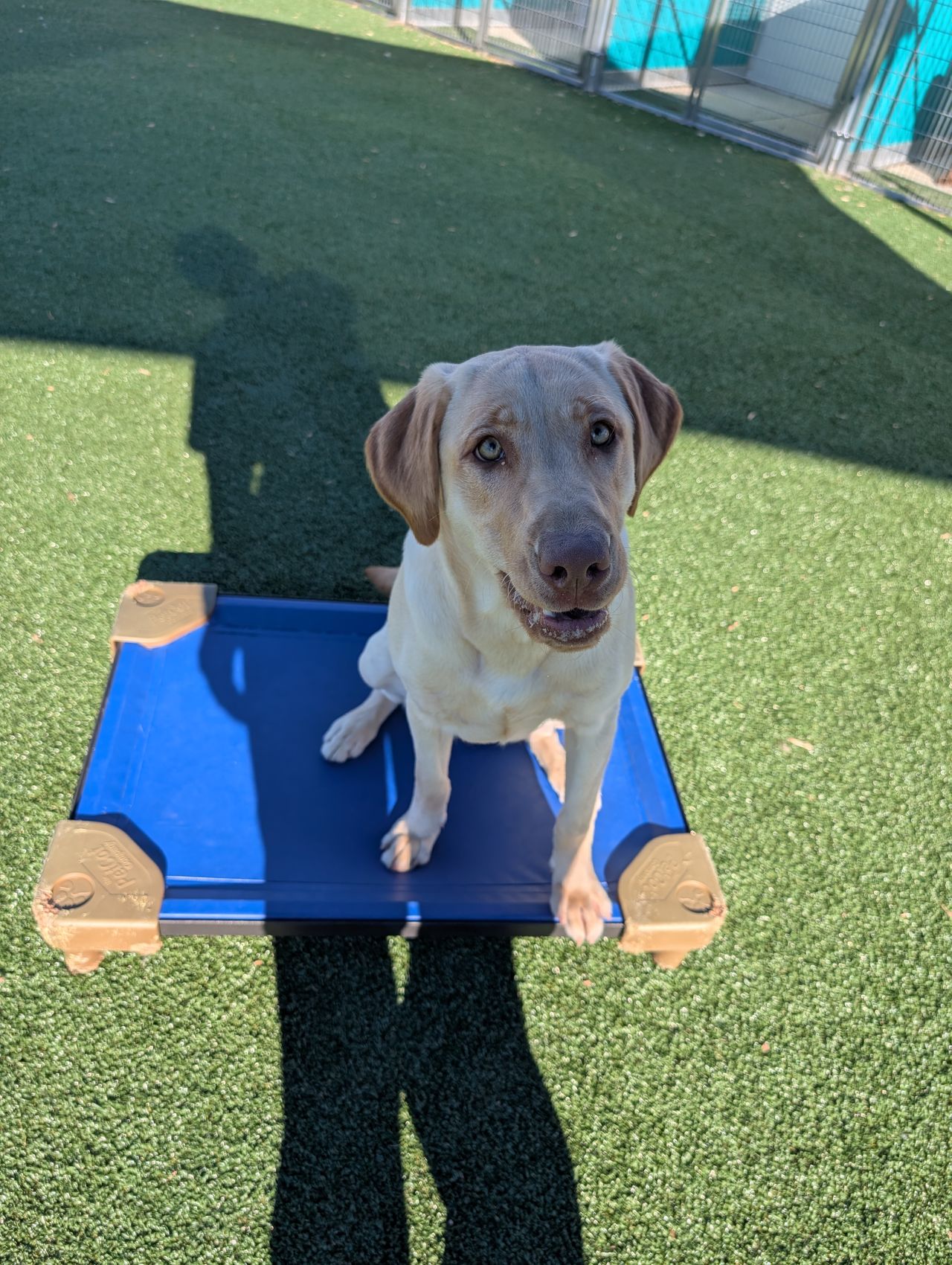 Pet travel photo 5