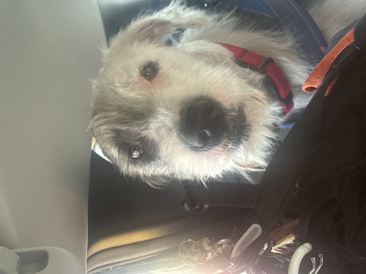 Pet travel photo 6