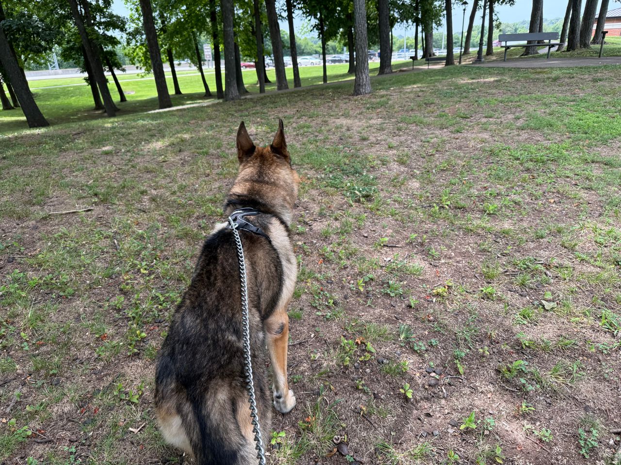 Pet travel photo 2
