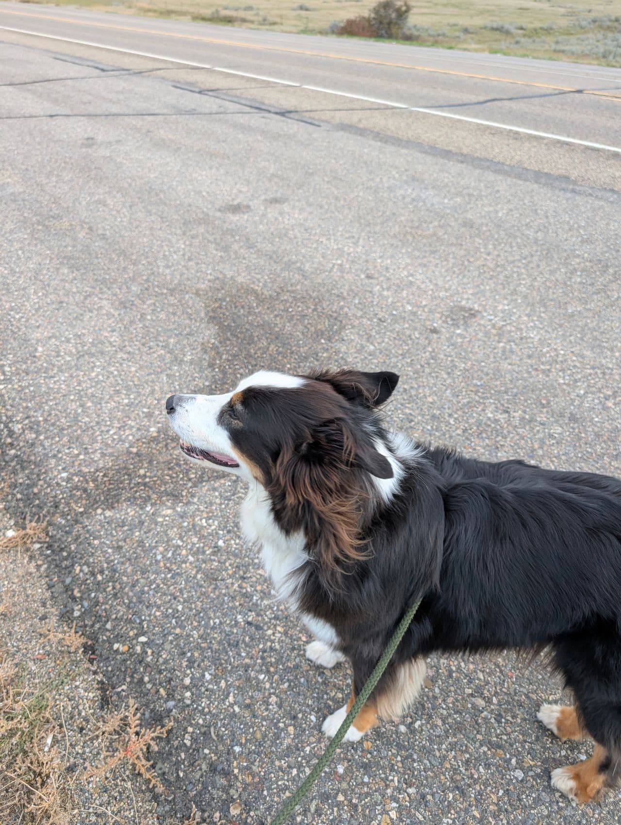 Pet travel photo 4