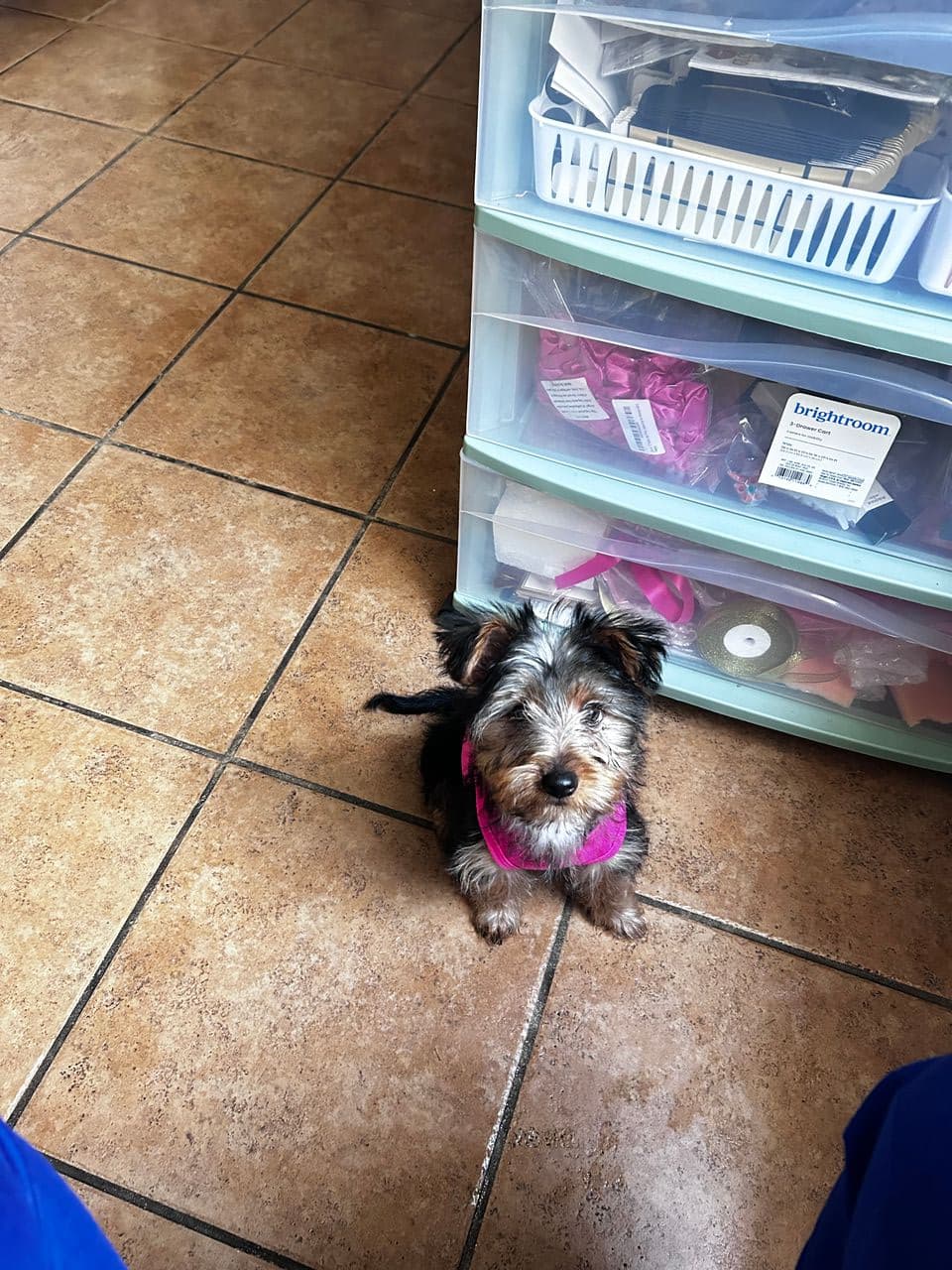 Pet travel photo 3