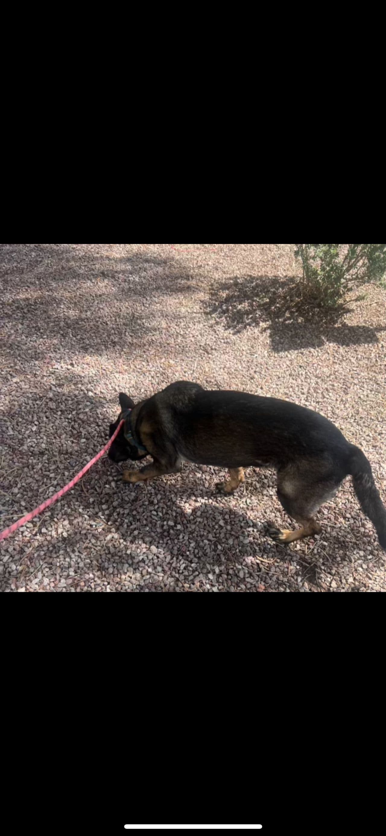 Pet travel photo 4