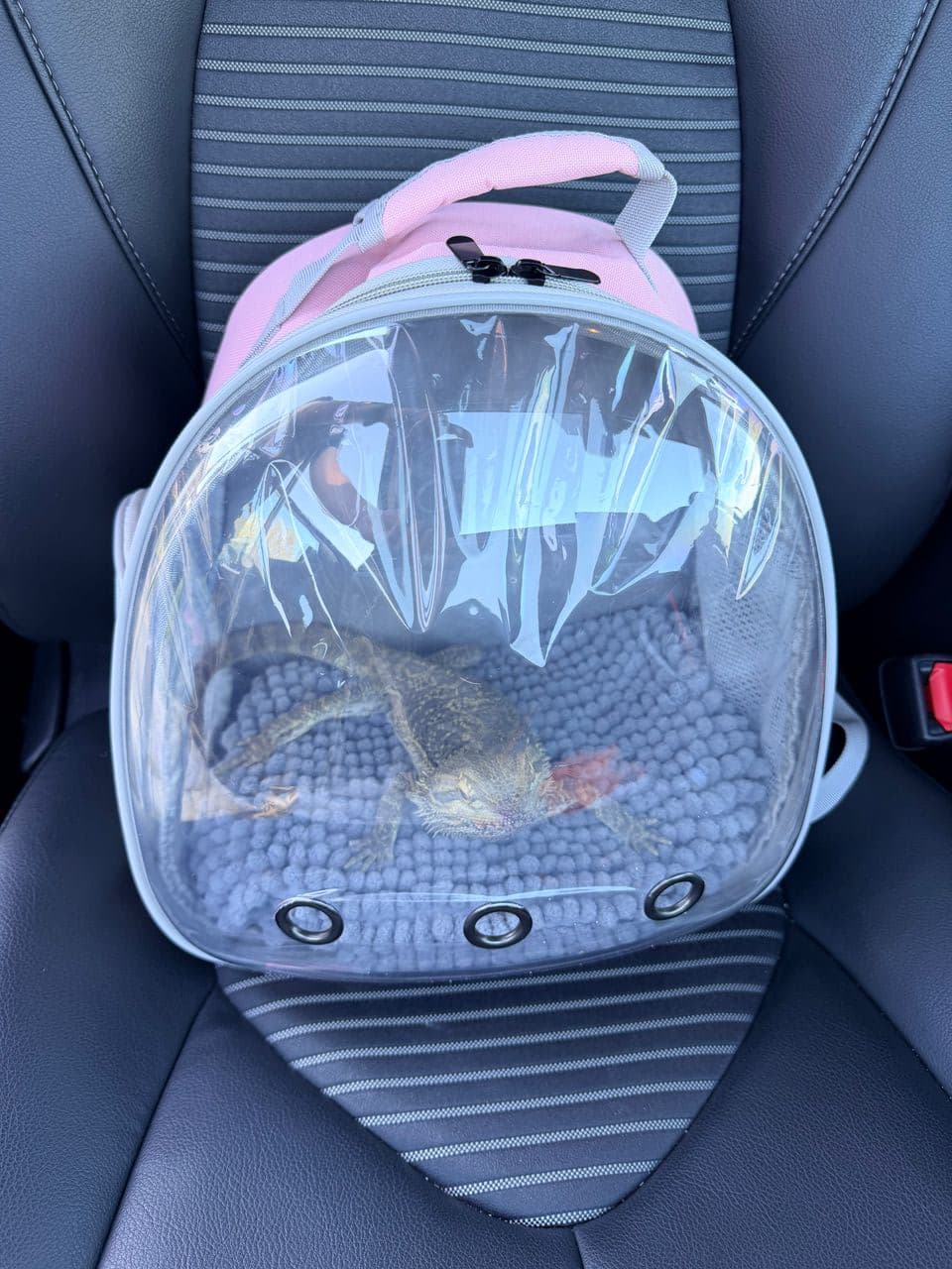 Pet travel photo 1