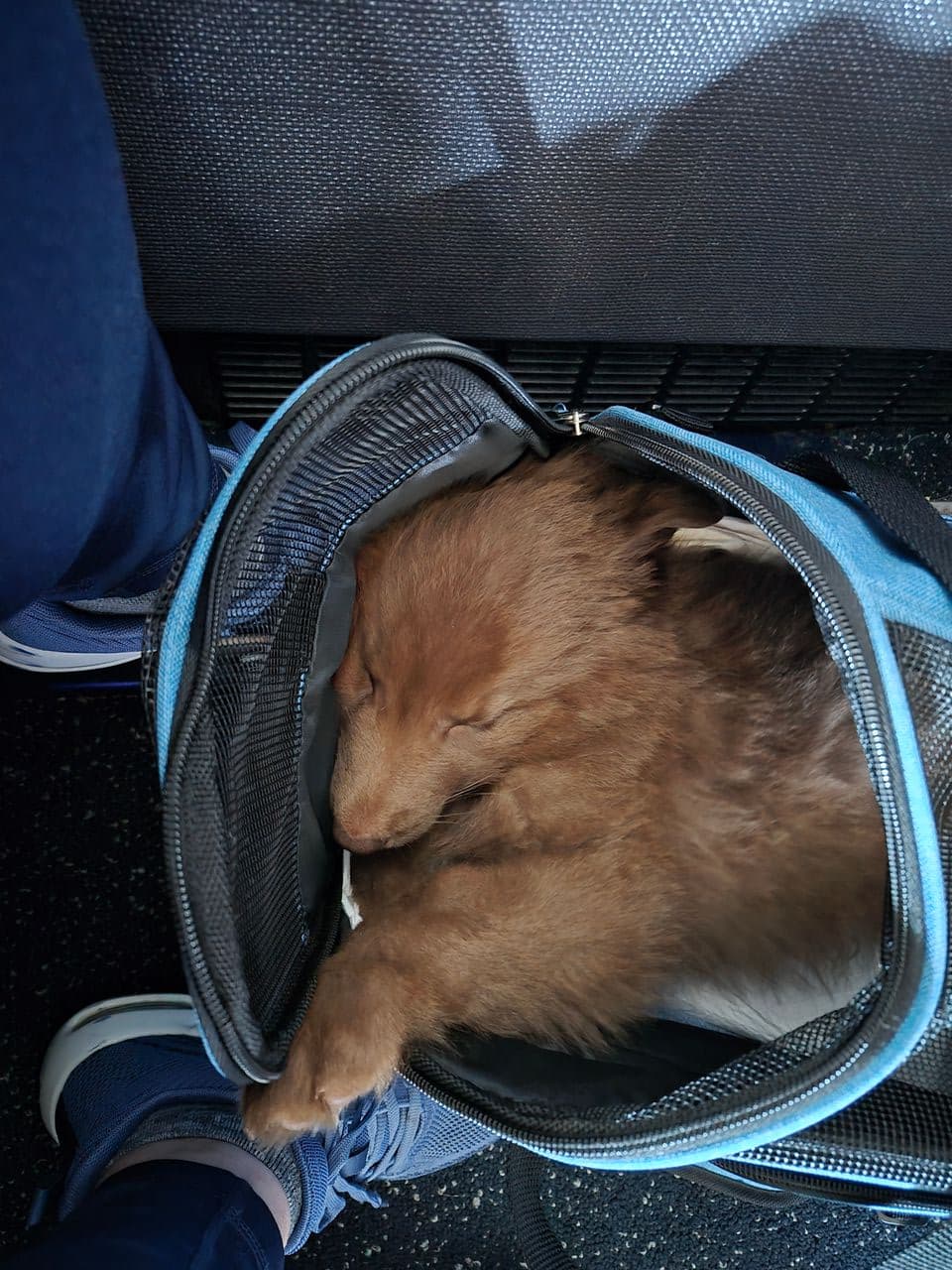 Pet travel photo 2