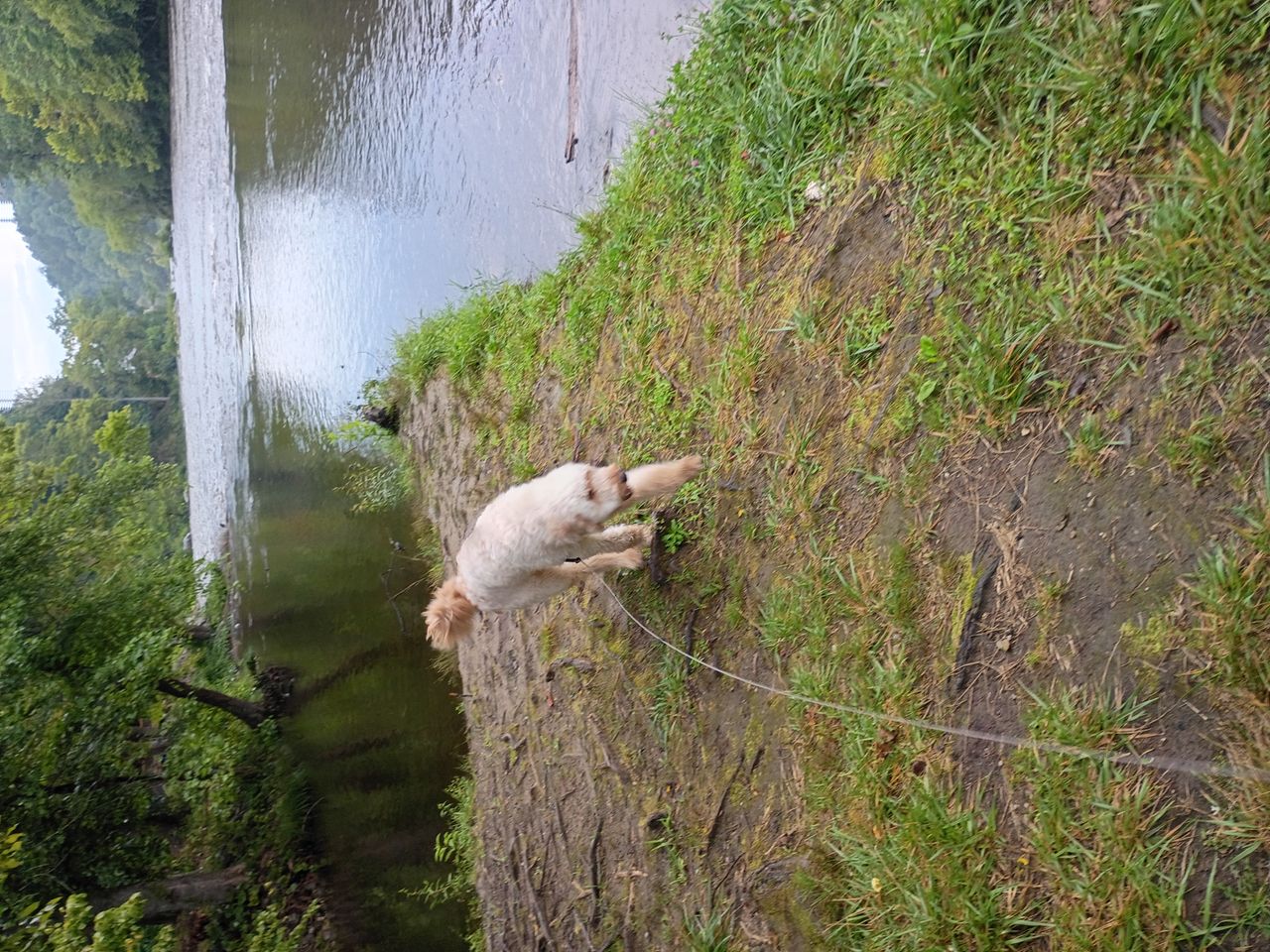 Pet travel photo 1