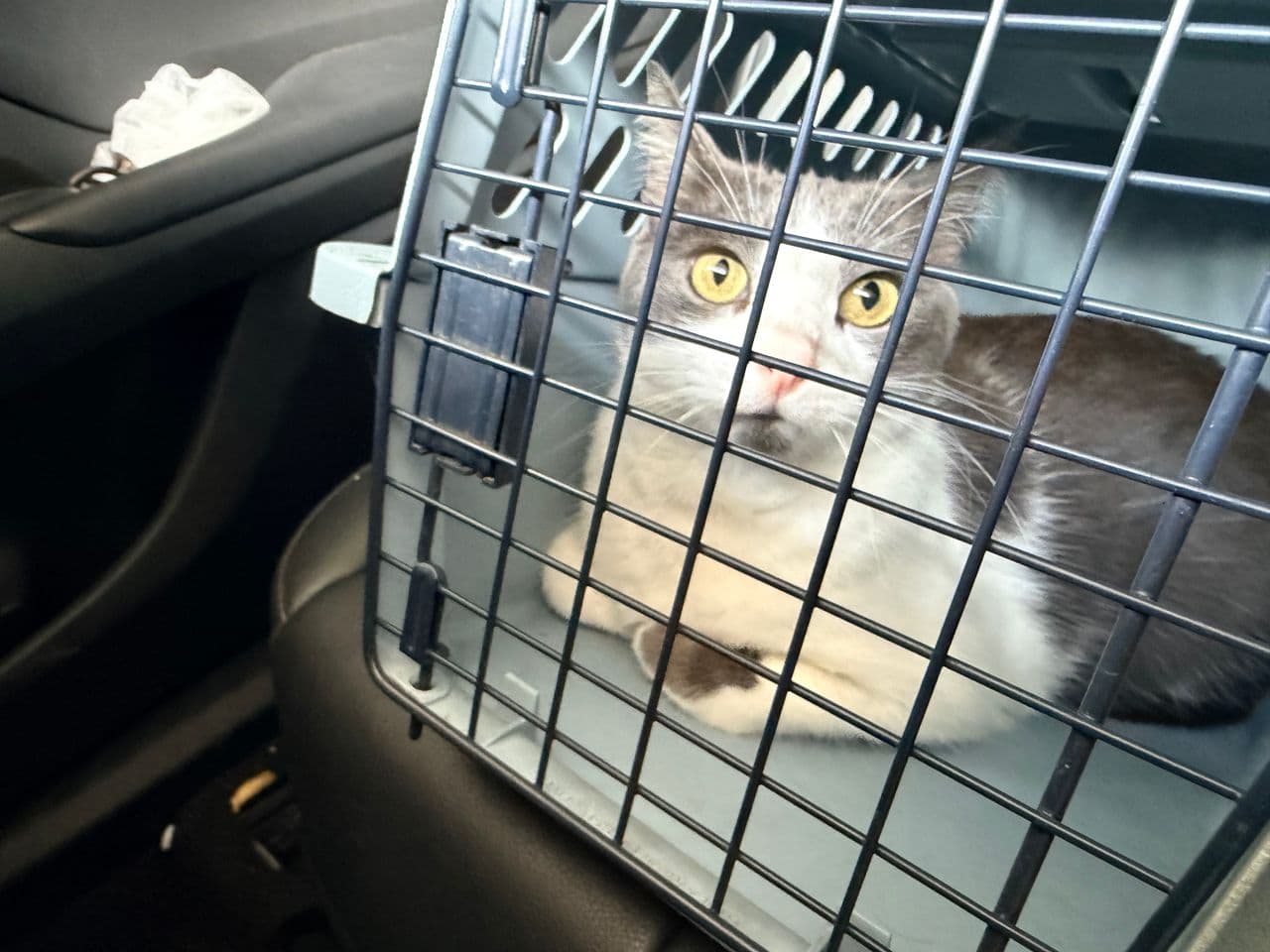 Pet travel photo 5