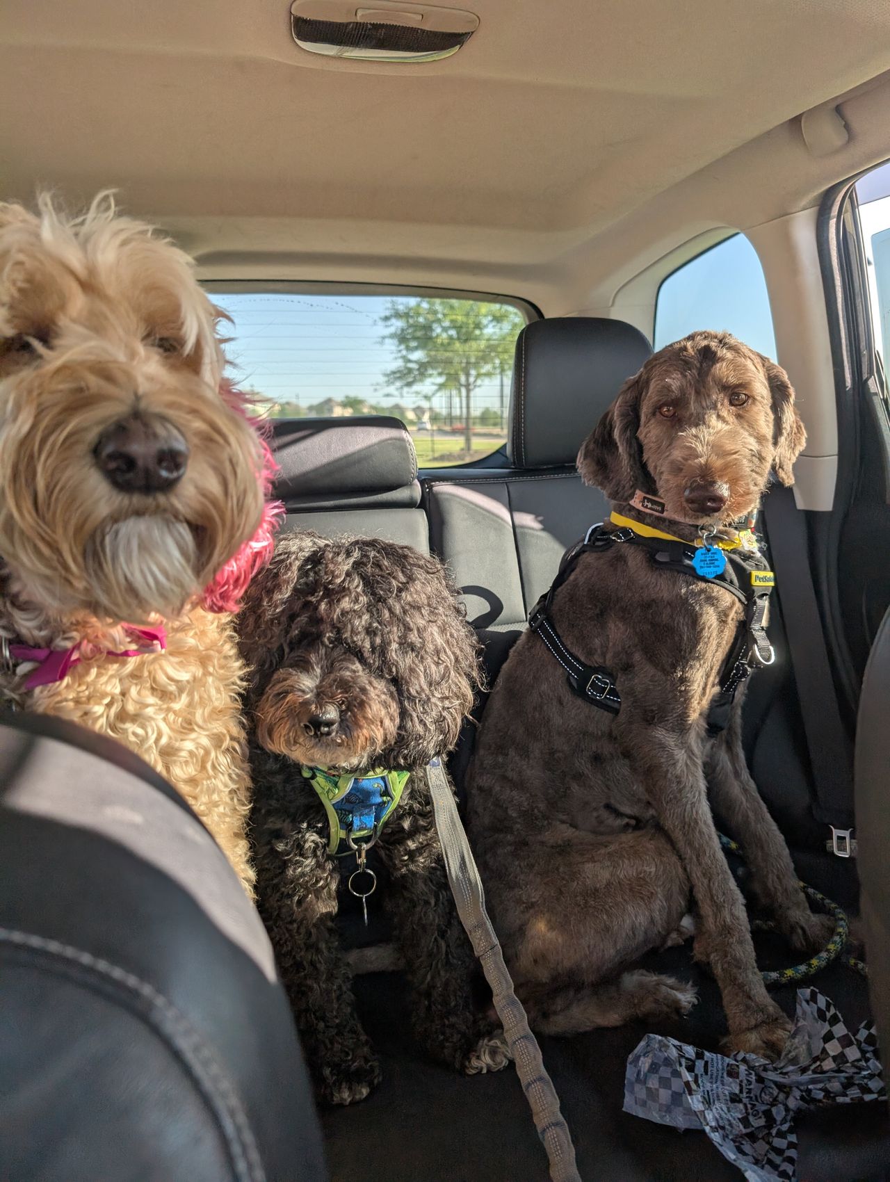 Pet travel photo 1