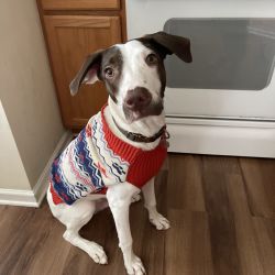 Pointer named Brownie