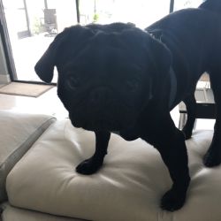 Pug named Chewy