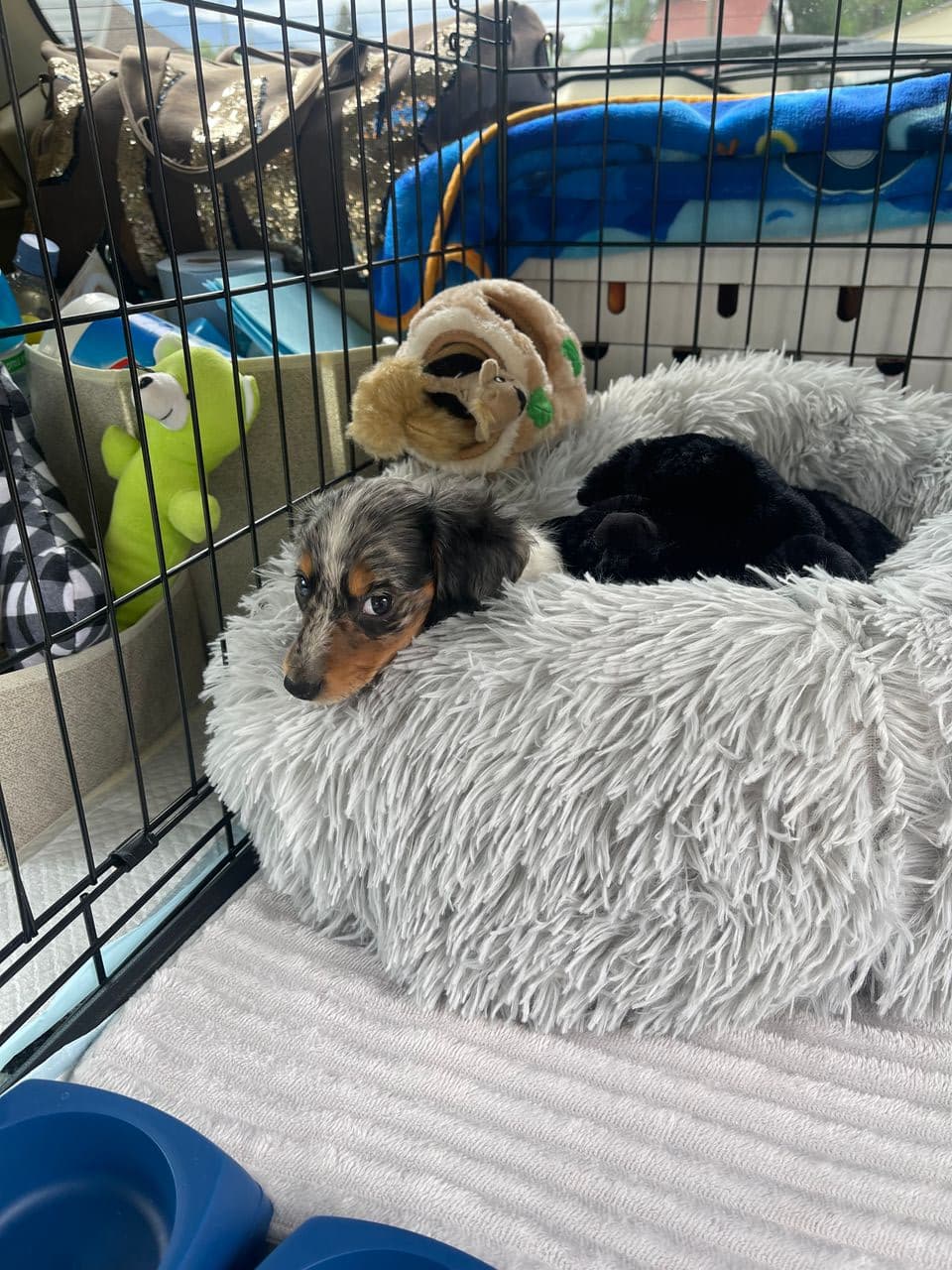 Pet travel photo 3