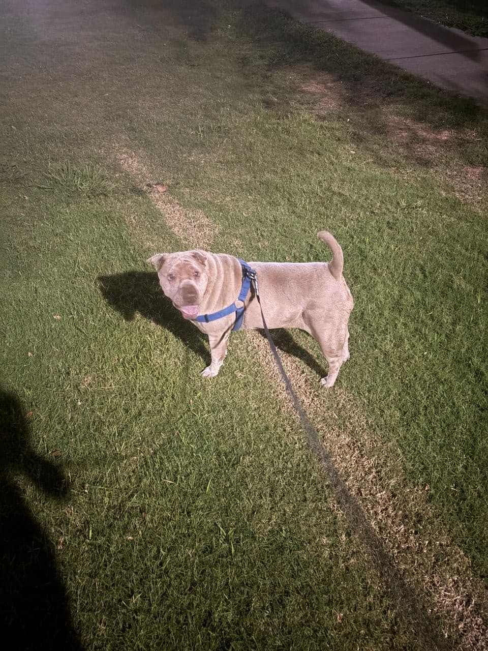 Pet travel photo 3