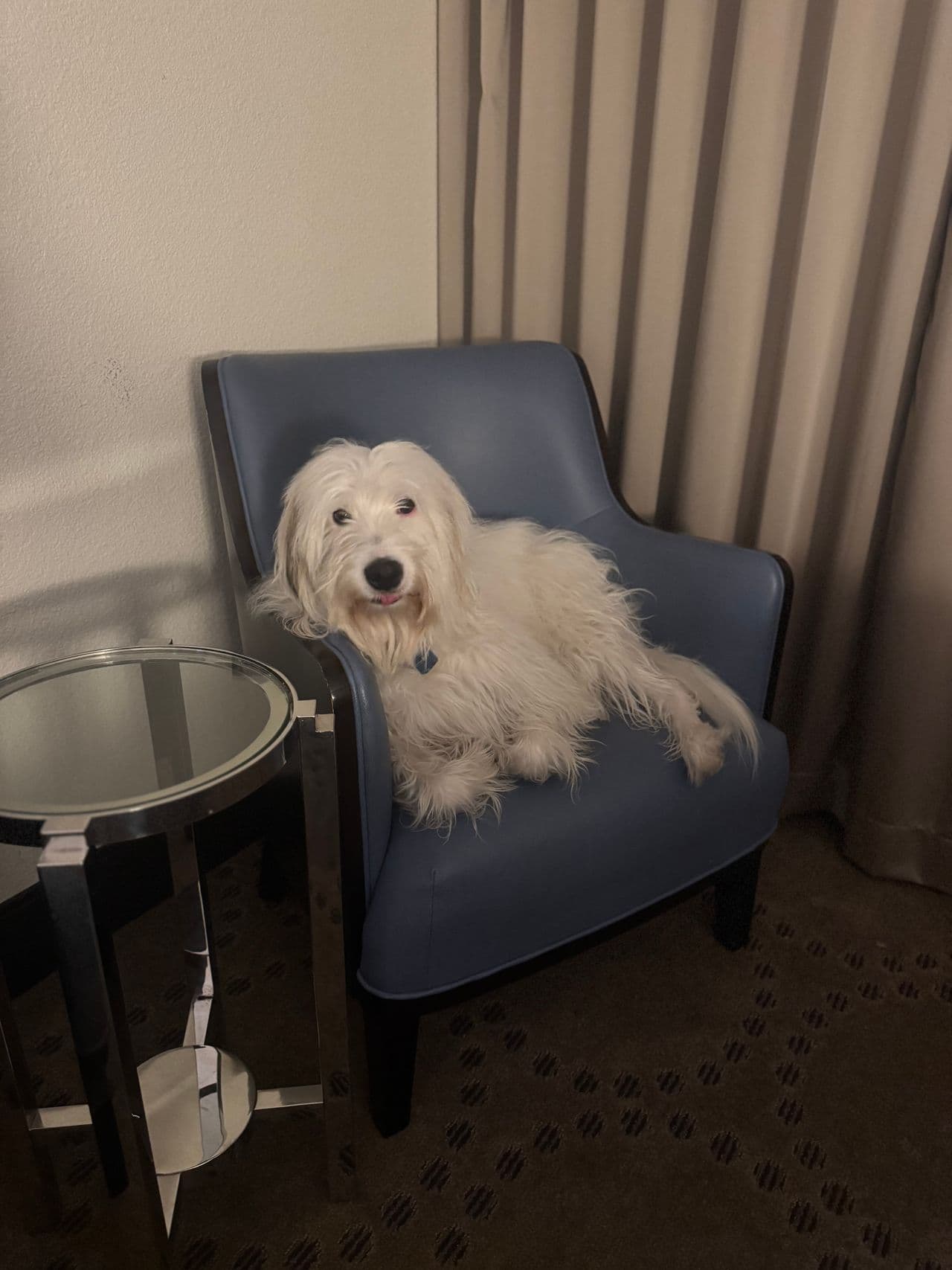 Pet travel photo 5