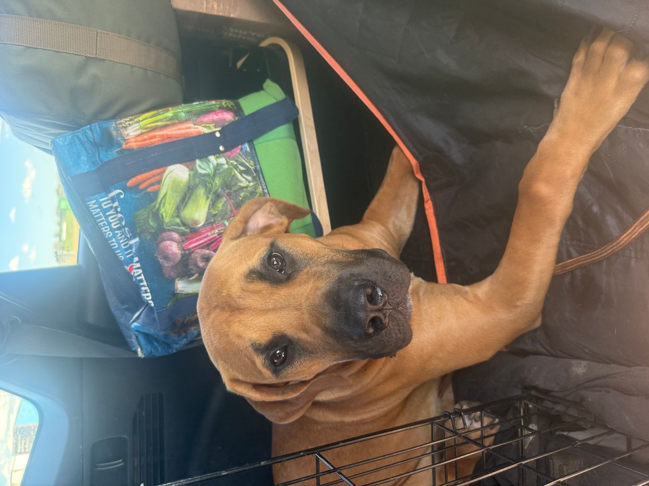 Pet travel photo 1