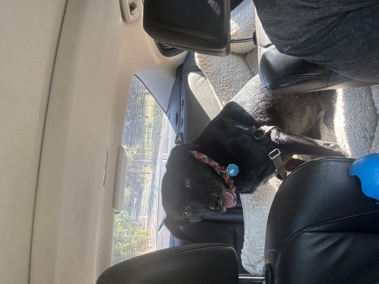 Pet travel photo 4