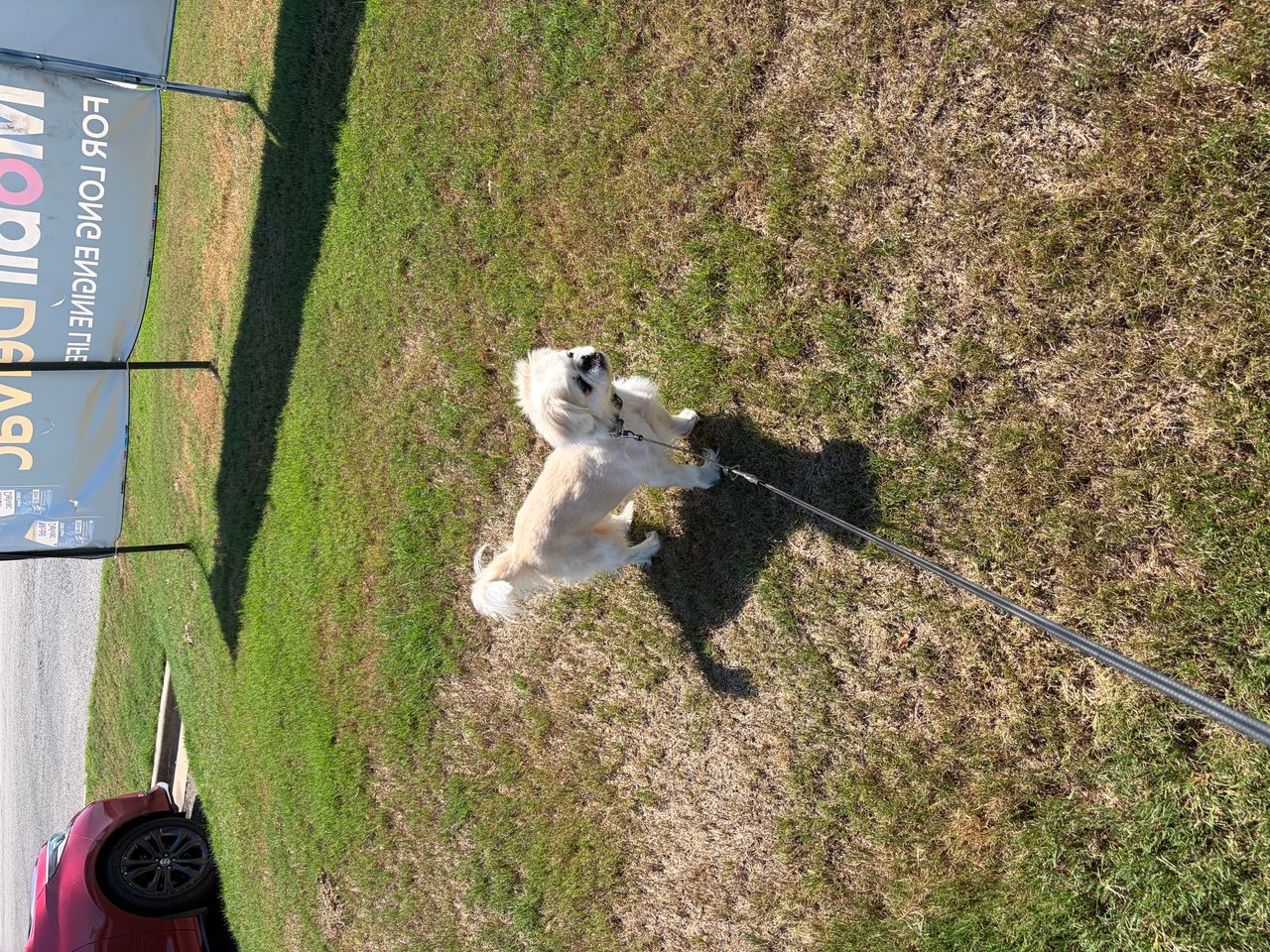 Pet travel photo 1