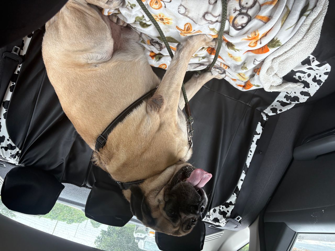 Pet travel photo 1