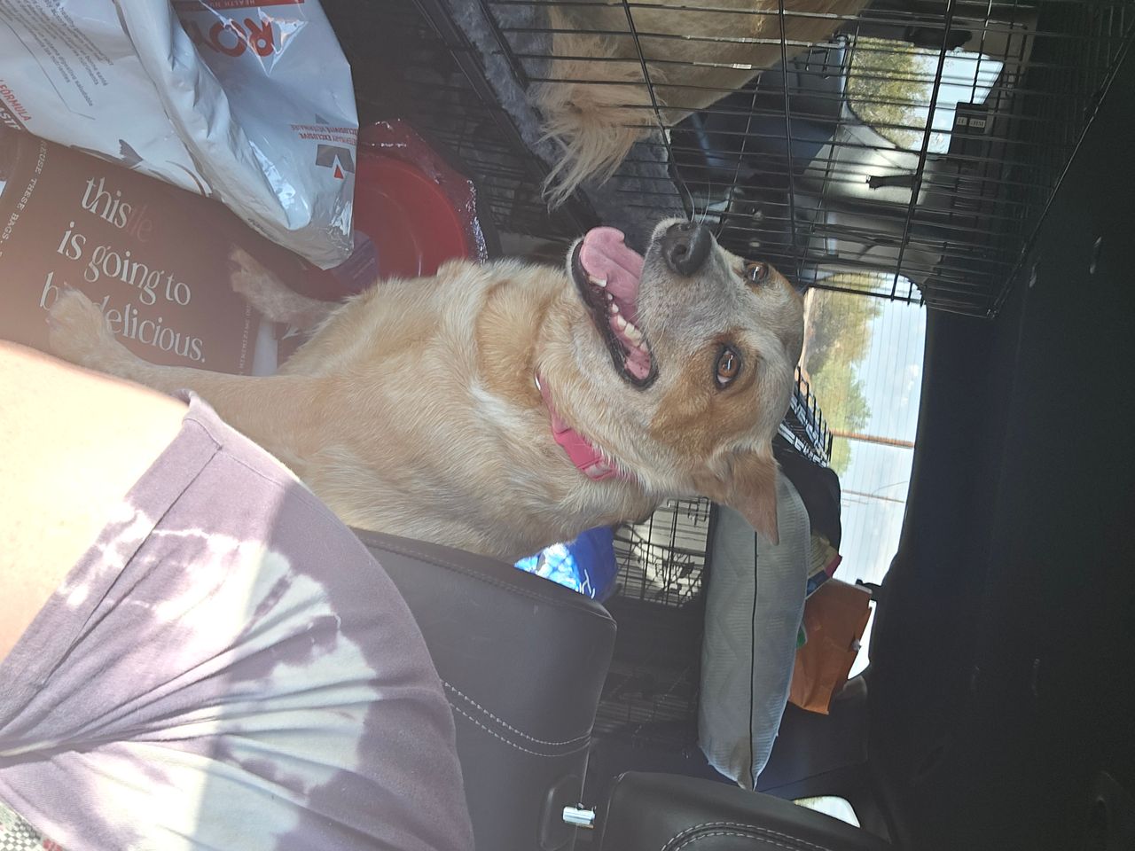 Pet travel photo 2