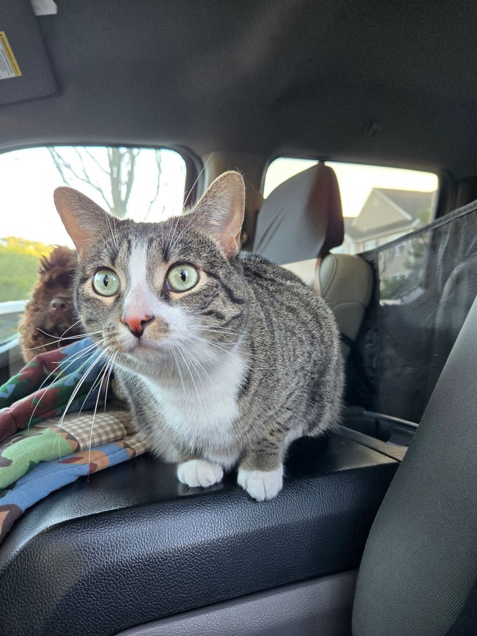 Pet travel photo 2
