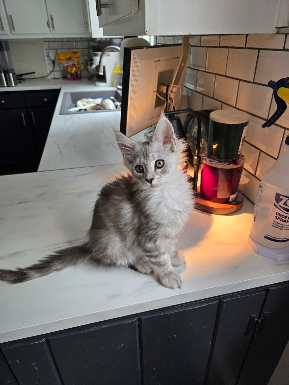 Pet travel photo 1