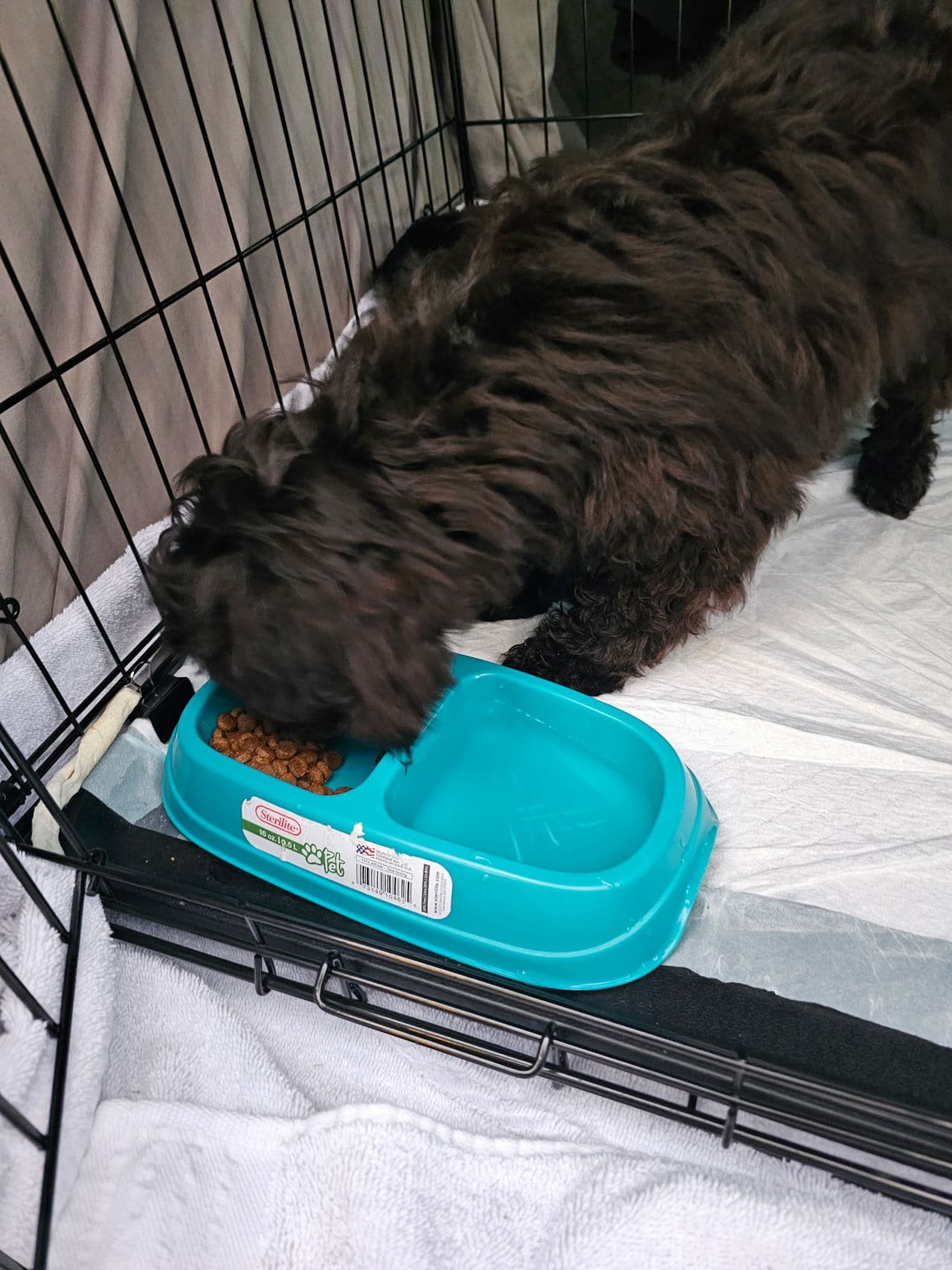 Pet travel photo 3