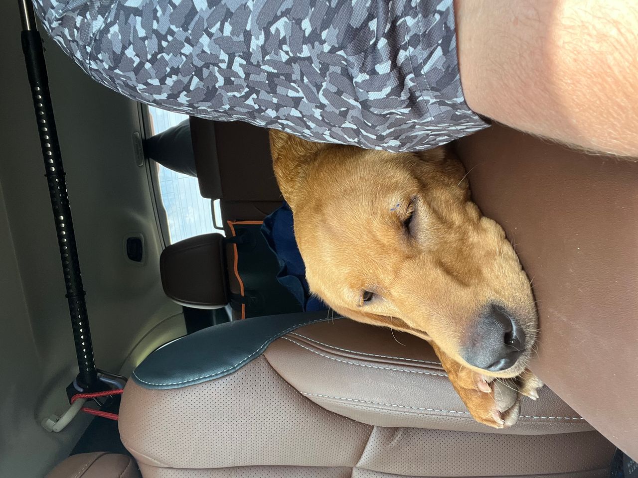 Pet travel photo 2
