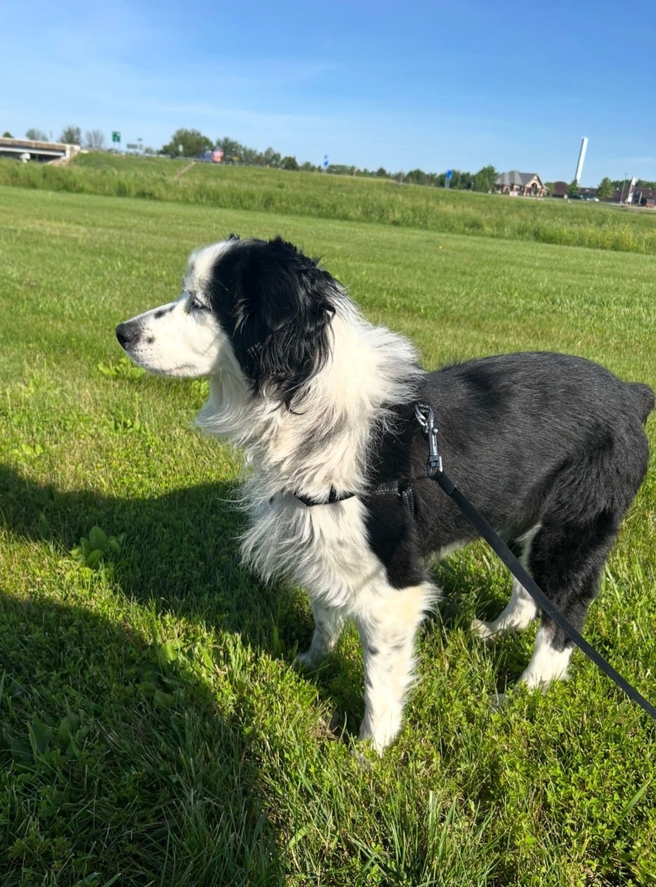 Pet travel photo 4