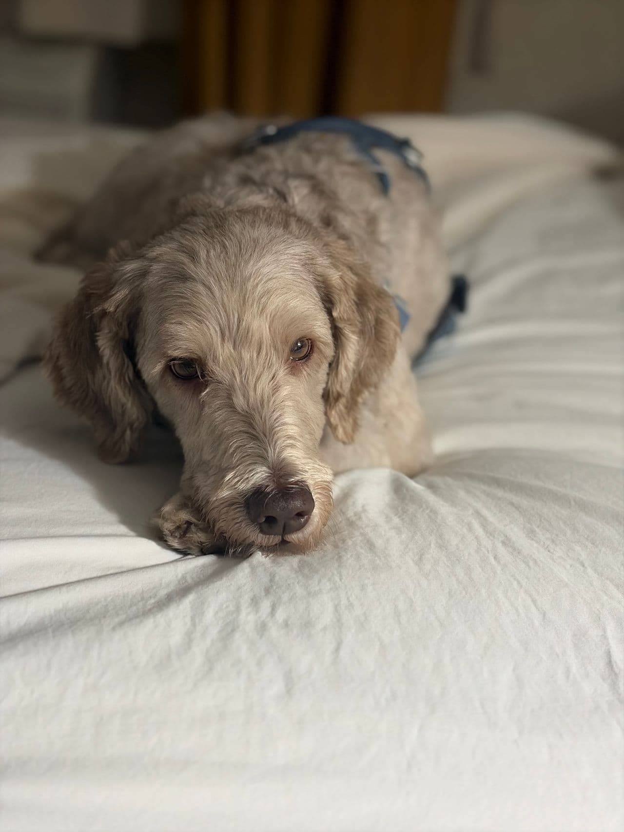 Pet travel photo 6
