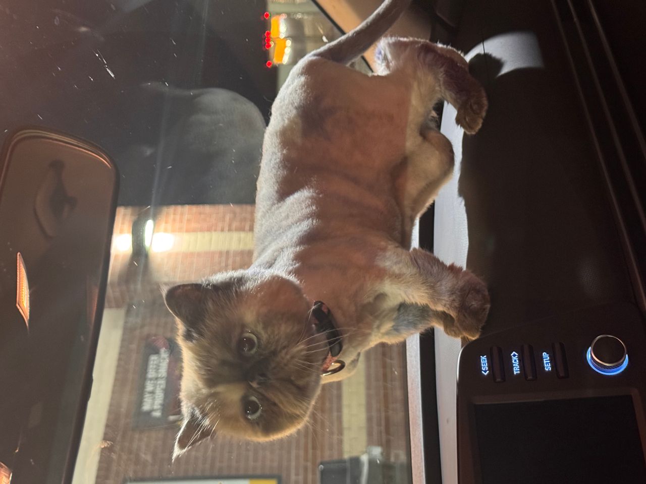 Pet travel photo 6