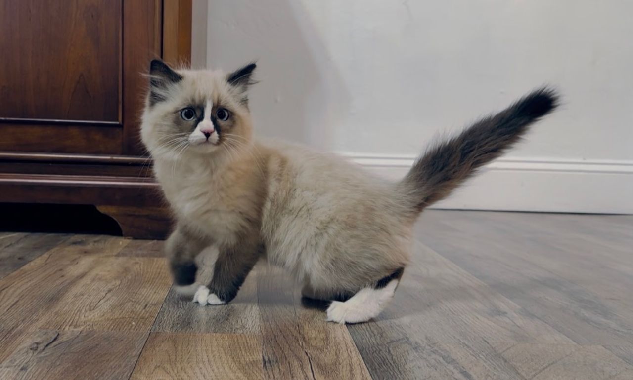 Pet travel photo 5