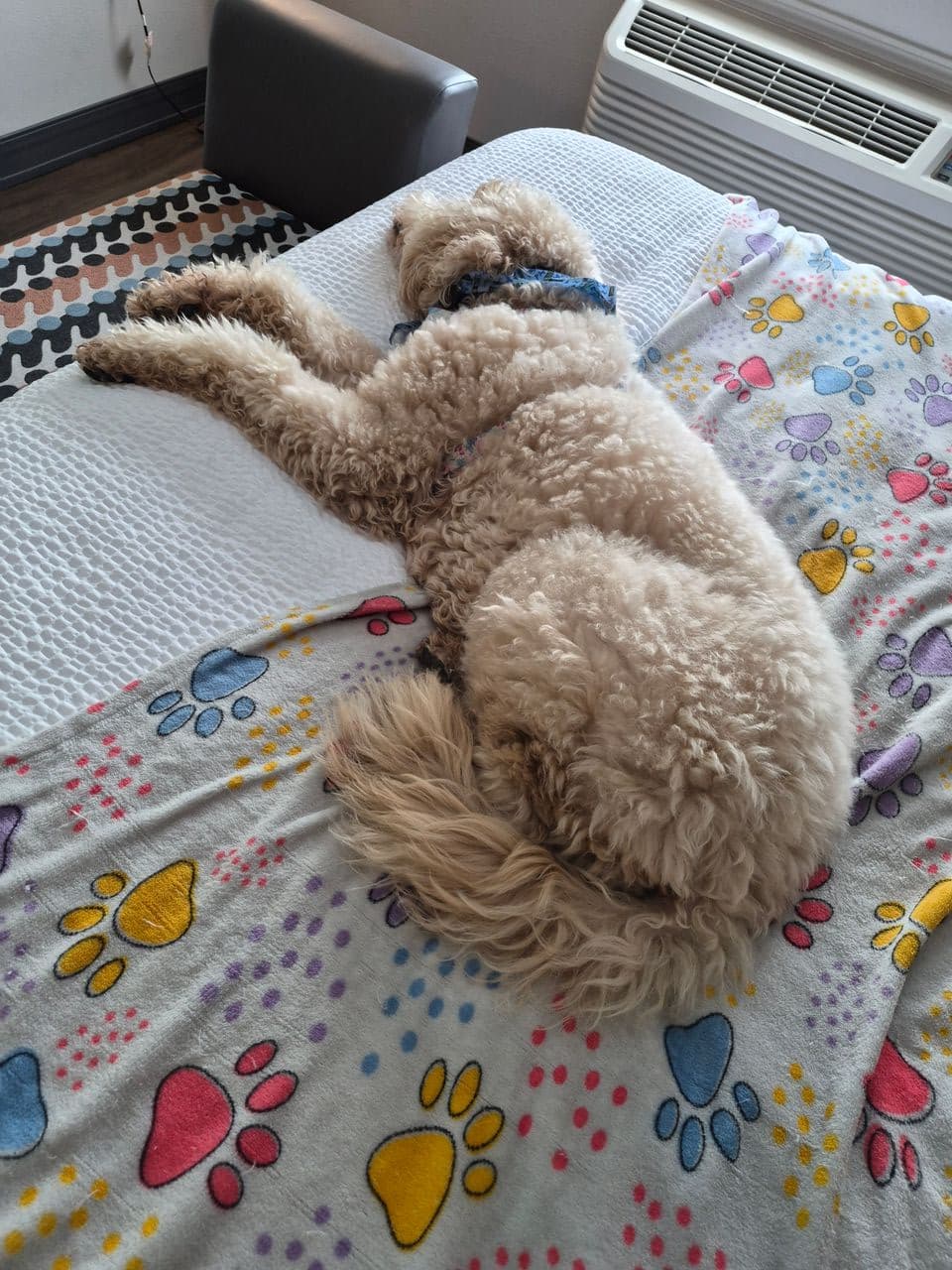 Pet travel photo 3