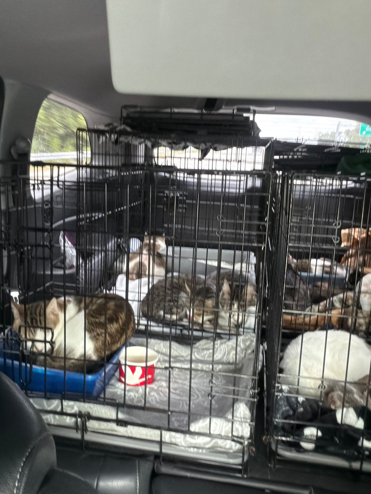 Pet travel photo 1
