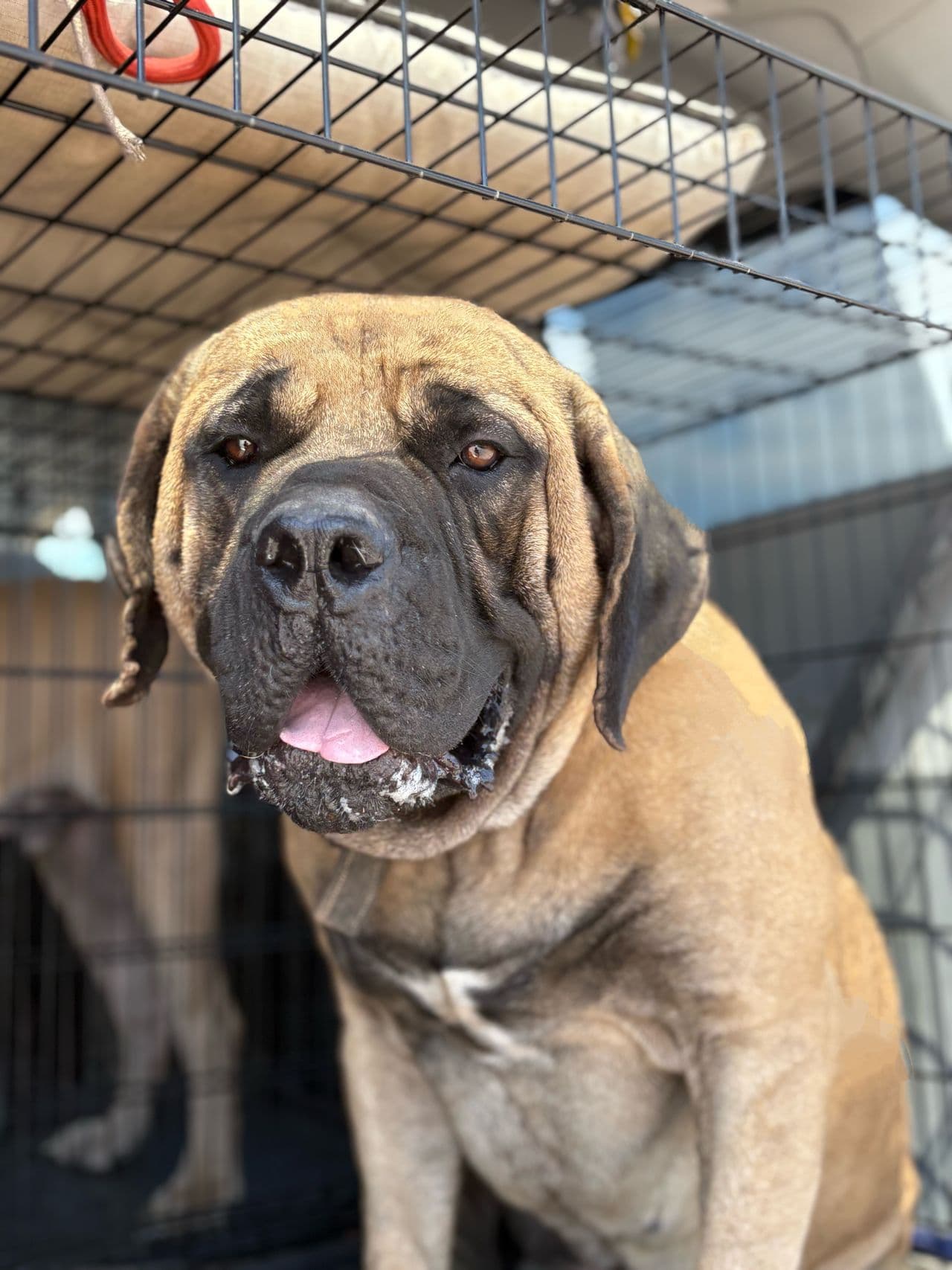 Pet travel photo 5